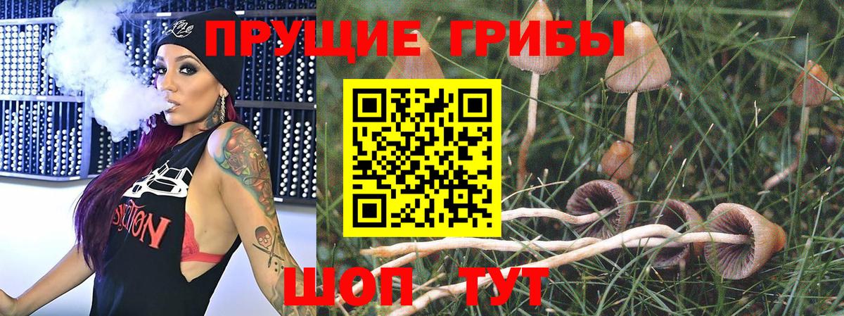 купить   Вход с VPN  Новосибирск  Псилоцибиновые грибы Psilocybine cubensis 